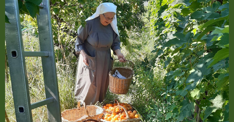 Erntezeit Im Klostergarten Mariengarten